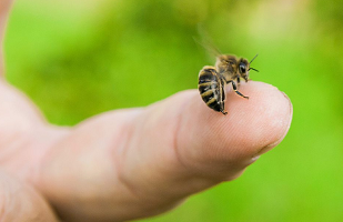 Venom and Cancer Treatment in Asia