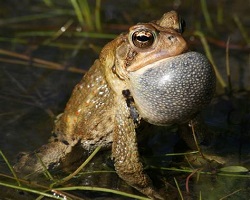 Lethal Poisons Transformed in Colorado