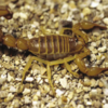 Buy Androctonus Venom for Sale