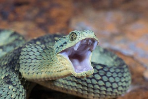 African Bush Viper Venom for sale near me