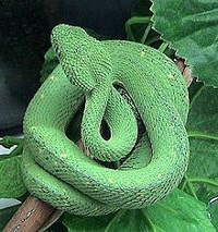 African Bush Viper Venom for sale online