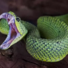 African Bush Viper Venom for sale