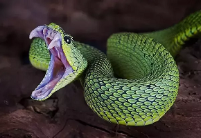 African Bush Viper Venom for sale