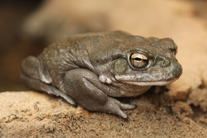 Bufo Alvarius Venom for Sale