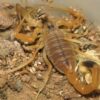 Deathstalker Scorpion Venom for Sale