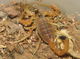 Deathstalker Scorpion Venom for Sale