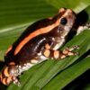 Buy Banded Frog Venom