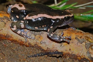 Buy Banded Frog Venom with bitcoin