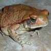 Buy African Red Toad Venom