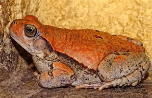 Buy African Red Toad Venom in the UK