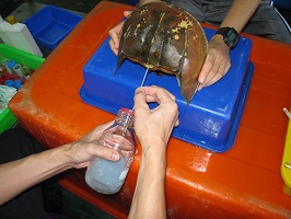 Horseshoe crab blood for sale