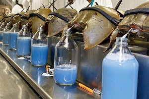 Horseshoe crab blood for sale in Europe