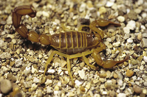 Androctonus amoreuxi scorpion venom for sale