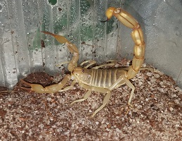 Androctonus amoreuxi scorpion venom for sale in Asia