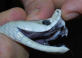 Black mamba snake venom for sale