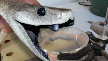Black mamba snake venom for sale in Europe