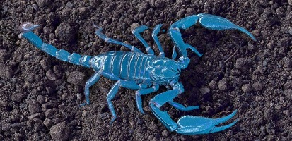 Blue scorpion venom for sale