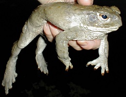 Buy Bufo toad venom online in Europe