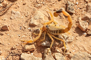 Buthus occitanus scorpion venom for sale in Europe