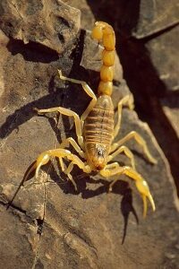 Buthus occitanus scorpion venom for sale in Asia