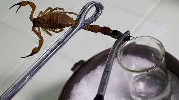 Deathstalker scorpion venom for sale in Europe
