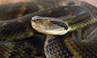 Jararaca pit viper snake venom for sale