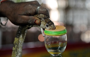 Jararaca pit viper snake venom for sale in Asia