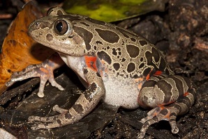 Kassina senegalensis toad venom for sale in Europe