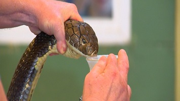 King cobra snake venom for sale