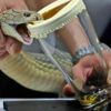 King cobra snake venom for sale in Europe