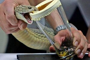 King cobra venom for sale in Europe