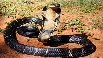 King cobra snake venom for sale in Asia