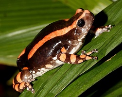 Banded rubber frog venom for sale