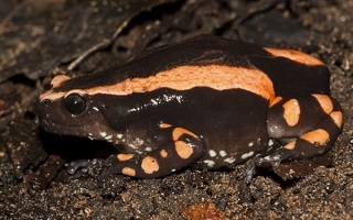 Banded rubber frog venom for sale in Asia