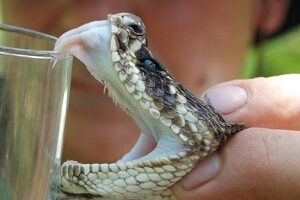 Saw scaled viper venom for sale
