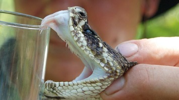 Saw scaled viper venom for sale