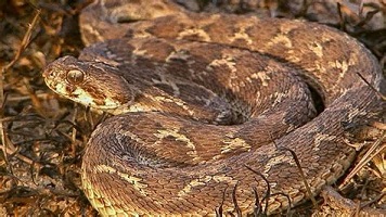 Saw scaled viper venom for sale in Europe