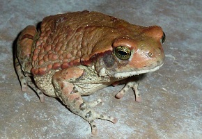 African Red Toad Venom for sale