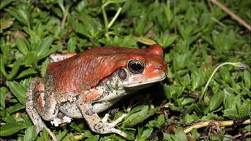 African Red Toad Venom for sale in Asia