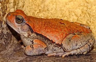 Schismaderma carens toad venom for sale in Europe
